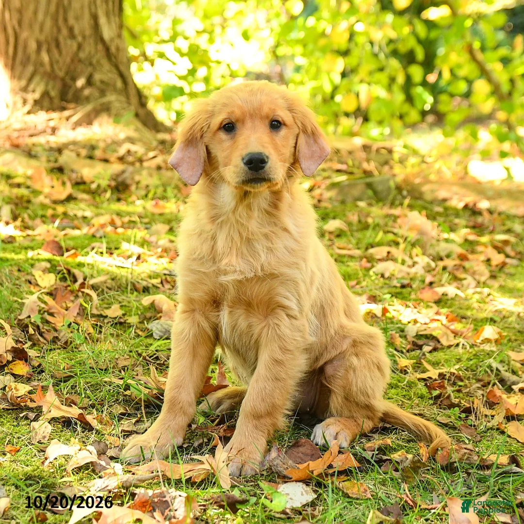 Golden Retriever dogs for sale: Dulcia - Ad 1
