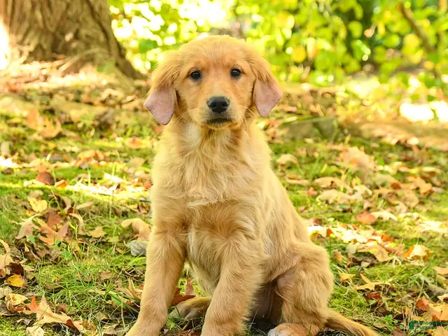 Golden Retriever dogs for sale: Dulcia - Ad 1