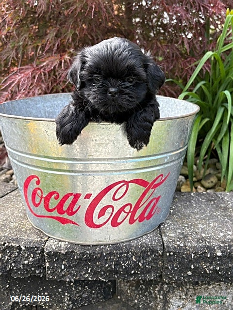 Shih Tzu dogs Luna - Ad 2