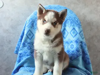 Siberian Husky dogs for sale: Tundra - Ad 1