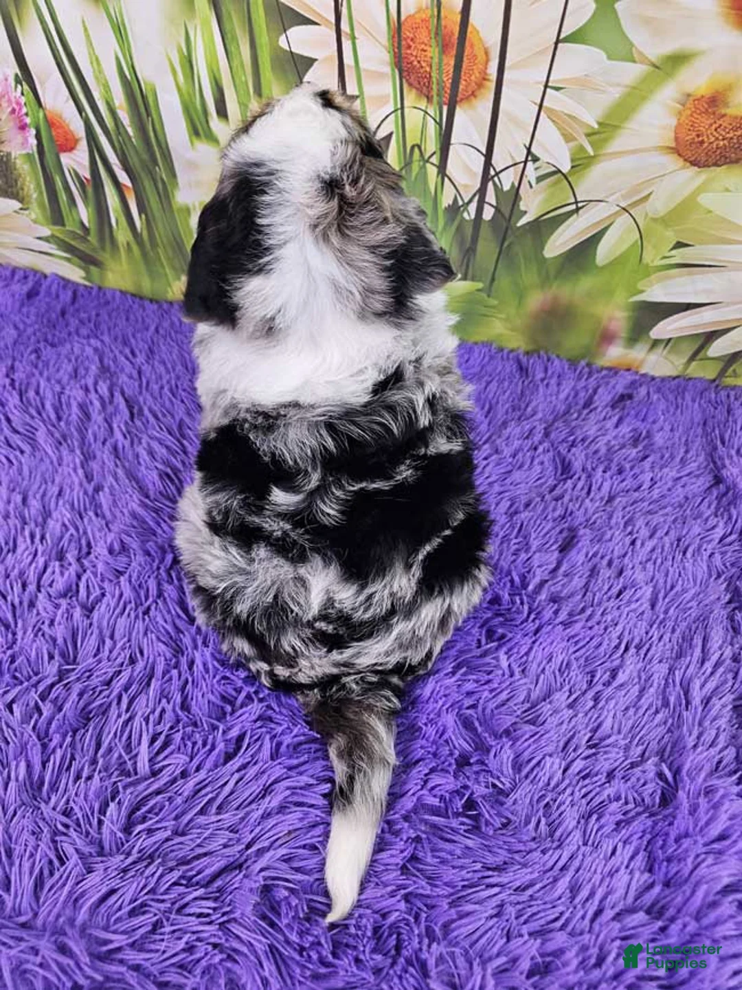 Mini Bernedoodle dogs for sale: Dora - Ad 5