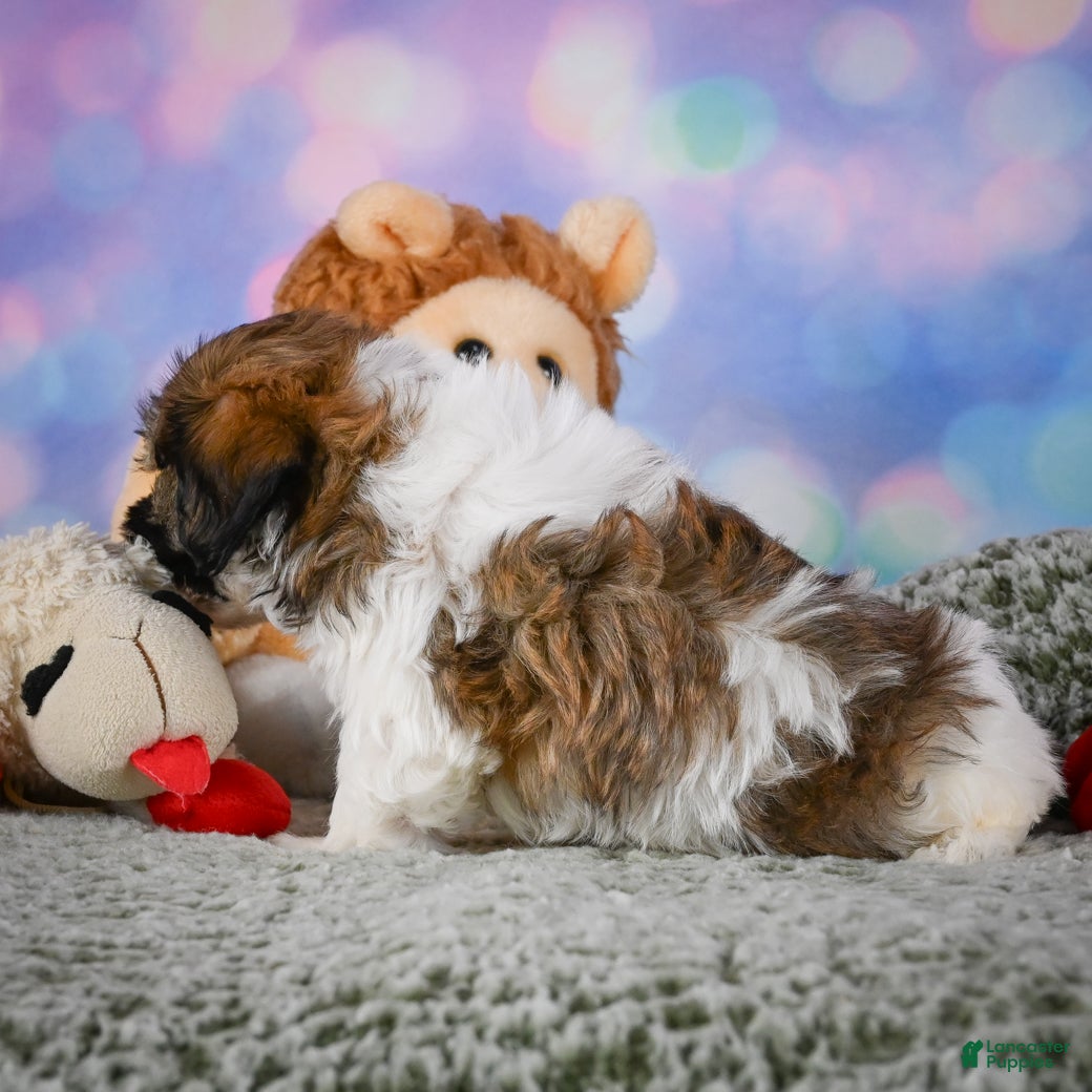 Maltipoo dogs BENTLEY - Ad 2