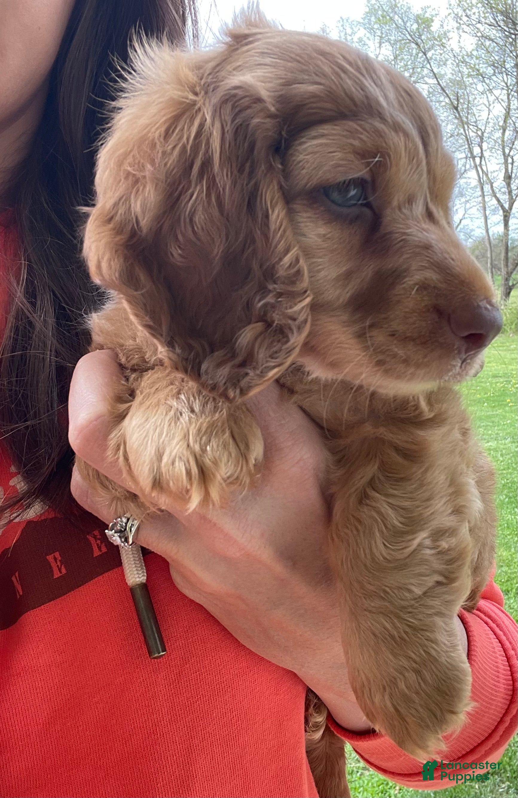 Miniature Dachshund dogs Gemma - Ad 10