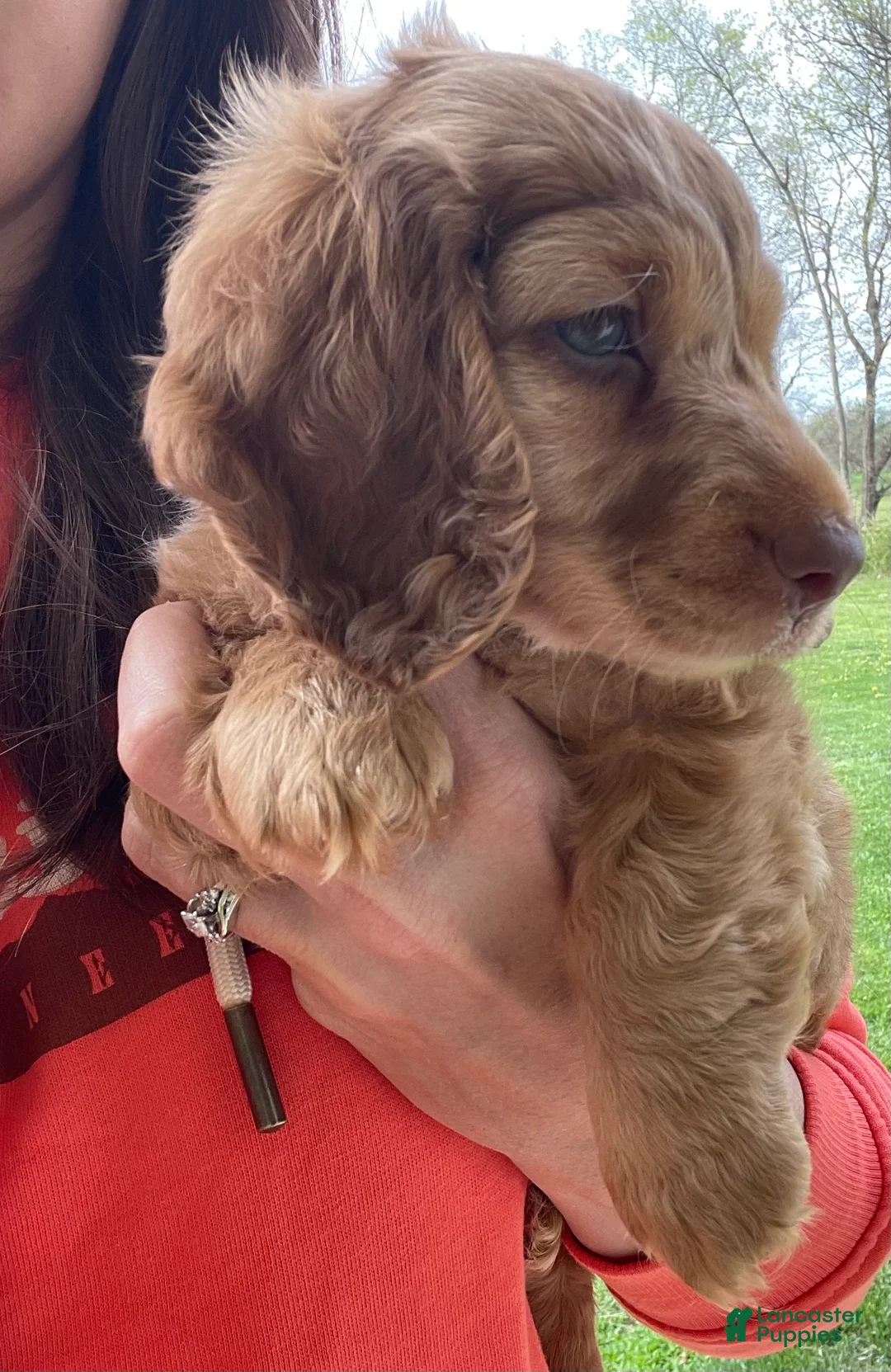 Miniature Dachshund dogs for sale: Gemma - Ad 1