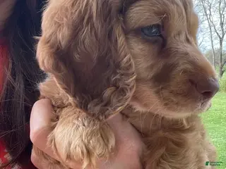 Miniature Dachshund dogs Gemma - Ad 27