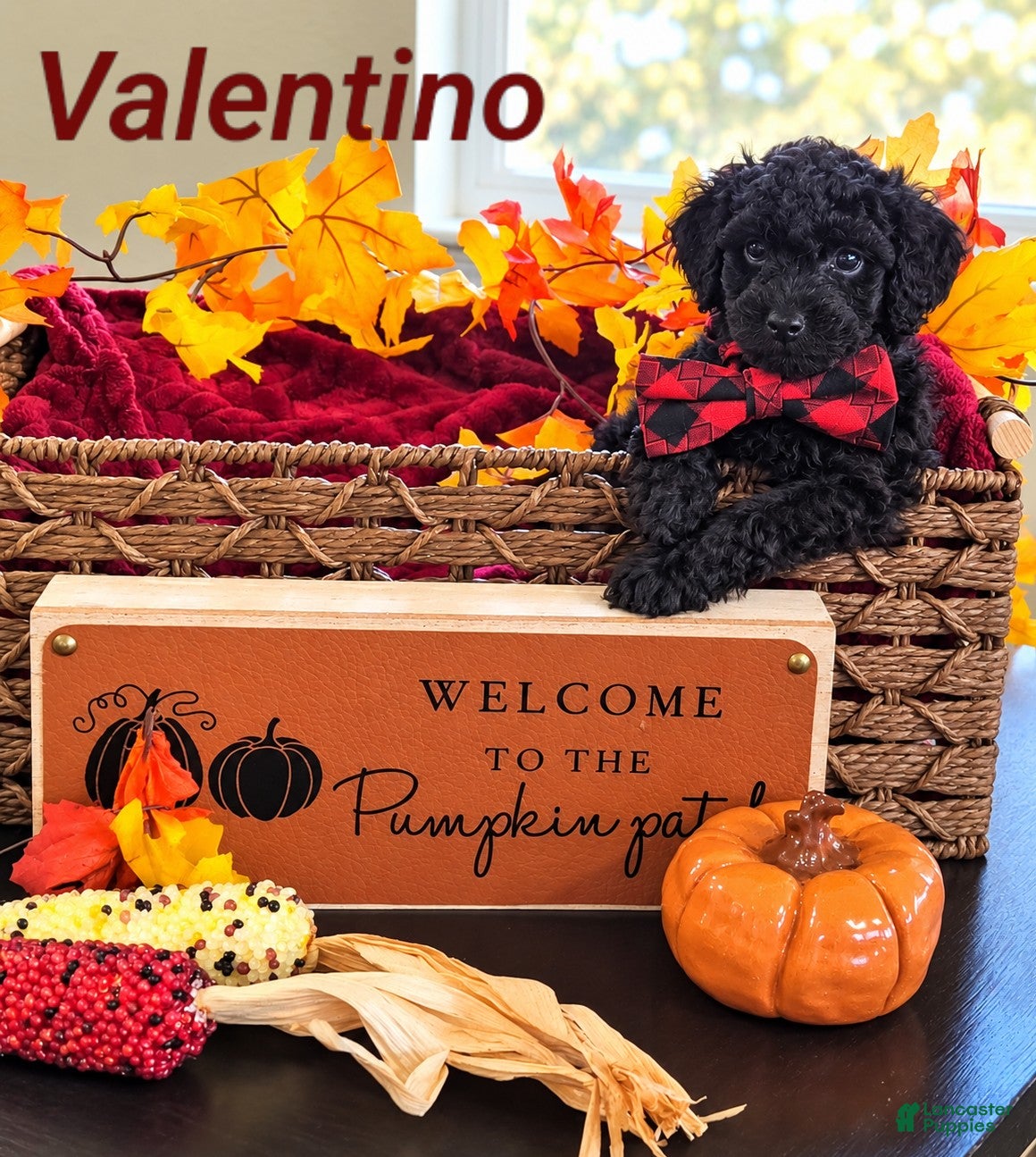 Mini Goldendoodle dogs Valentino  - Ad 31