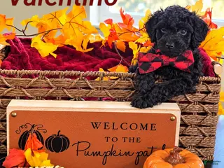 Mini Goldendoodle dogs Valentino - Ad 32