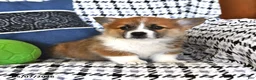 Welsh Corgi Pembroke dogs for sale: Violet - Ad 4