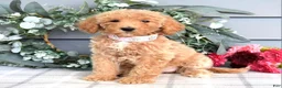 Goldendoodle dogs for sale: Fargo - Ad 6
