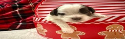 Shihpoo dogs for sale: Oliver  - Ad 3