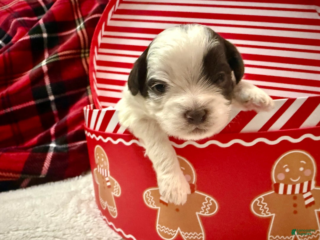 Shihpoo dogs for sale: Oliver  - Ad 3