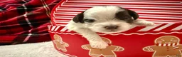 Shihpoo dogs for sale: Oliver  - Ad 4