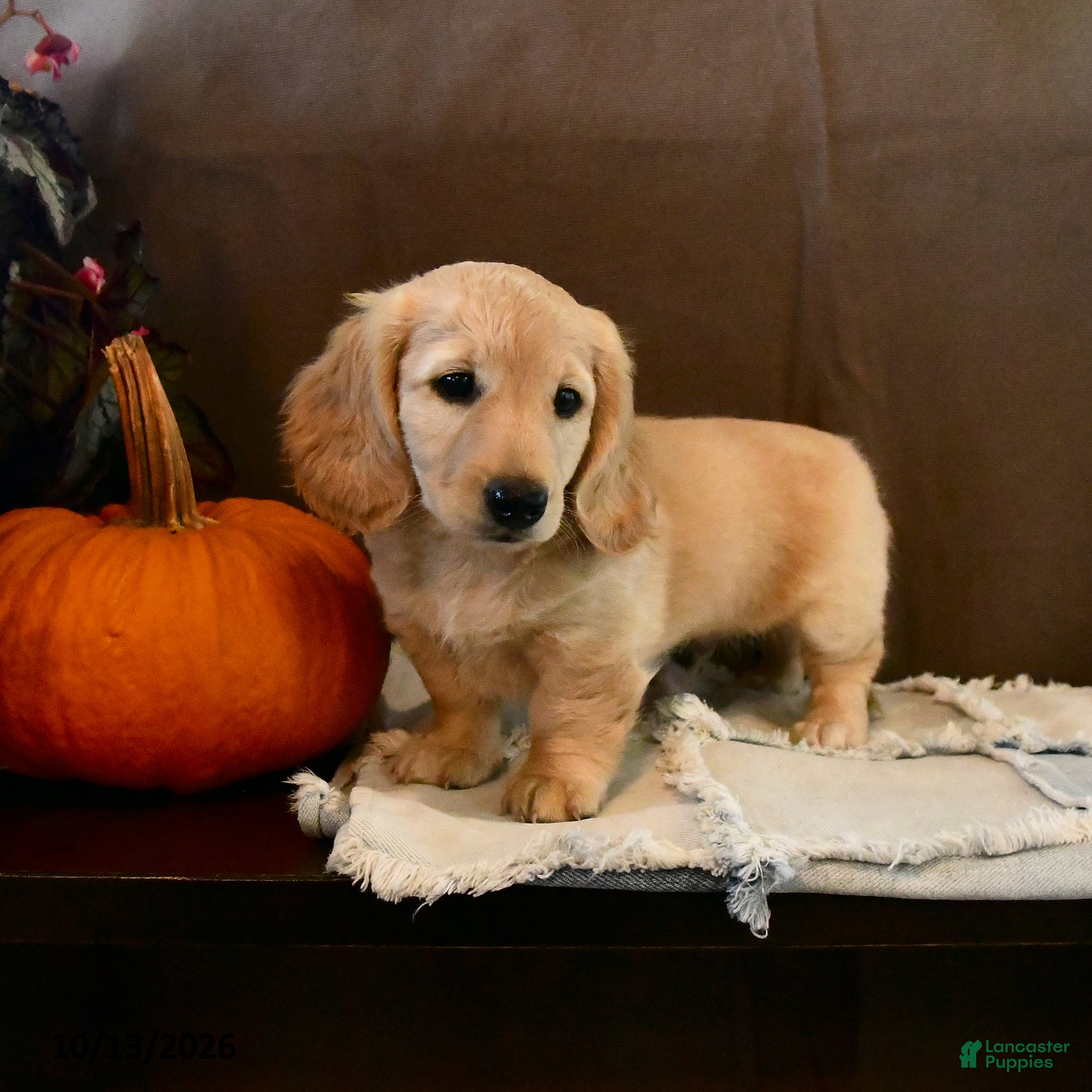 Miniature Dachshund dogs Tazer - Ad 1