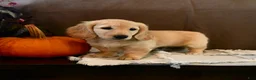 Miniature Dachshund dogs for sale: Tazer - Ad 1