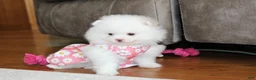 Pomeranian dogs for sale: Lanae - Ad 8
