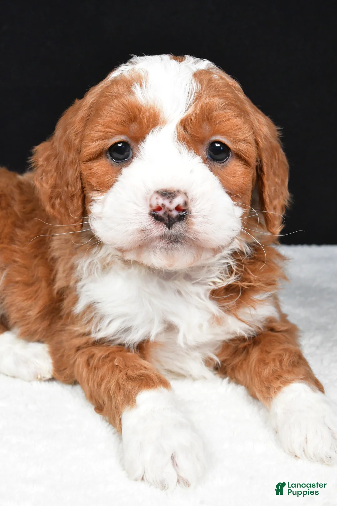 Mini Goldendoodle dogs for sale: Bentley - Ad 11