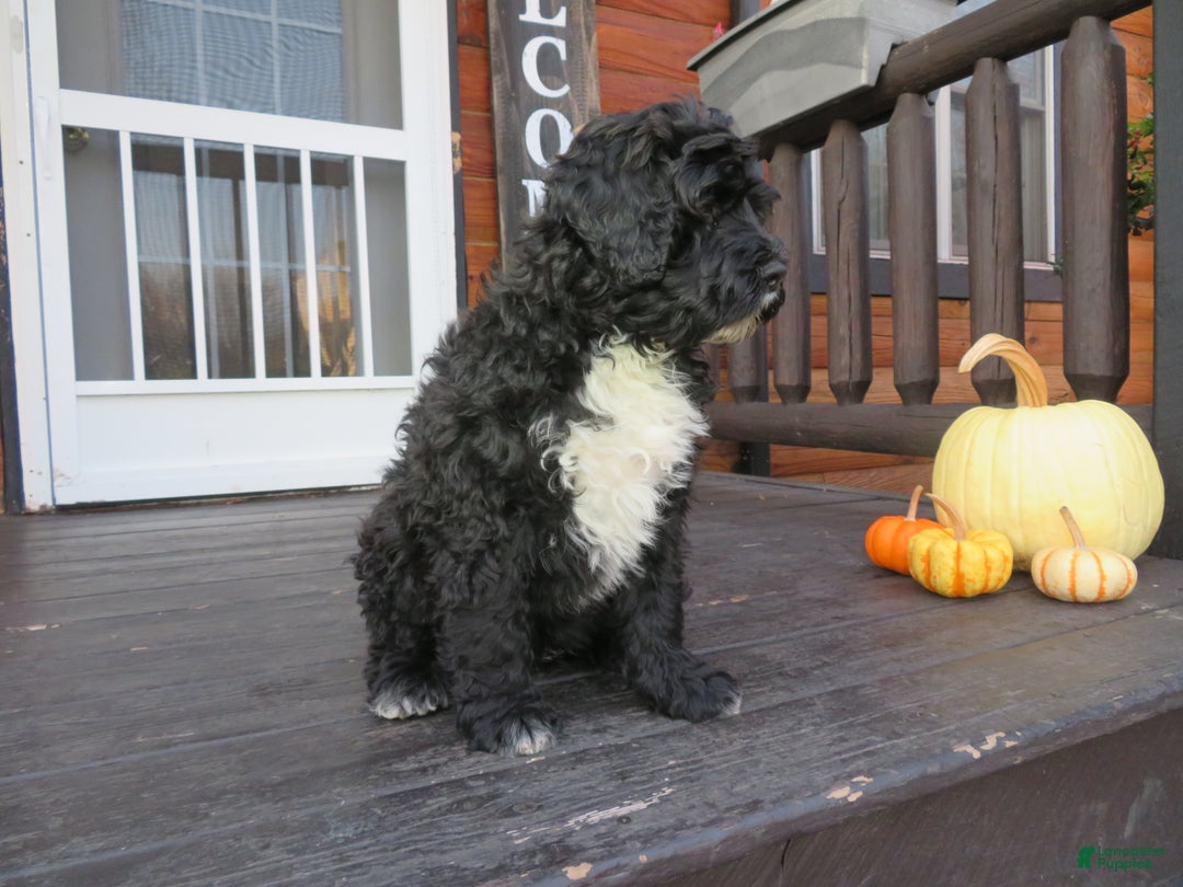 Portuguese Water Dog dogs for sale: Cody - Ad 15