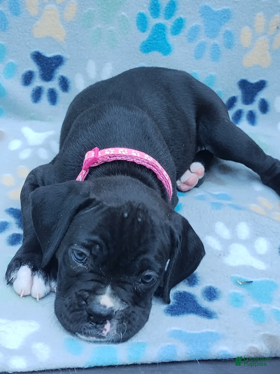 Boxer dogs for sale: Boxer Puppy 6 - Ad 2