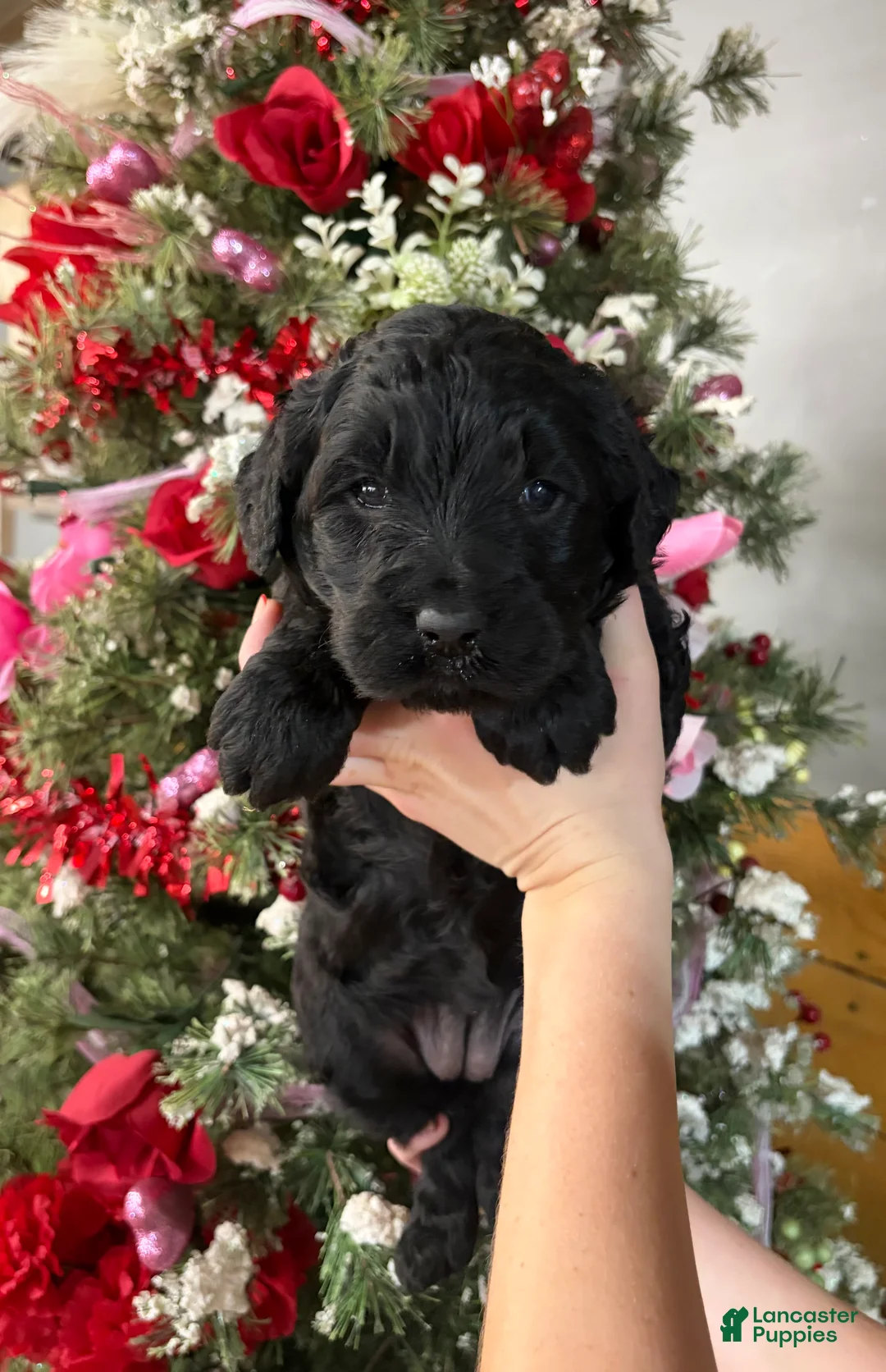 Goldendoodle dogs for sale: Goldendoodle Puppy 3 - Ad 1