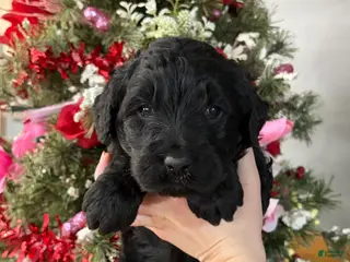 Goldendoodle dogs Goldendoodle Puppy 3 - Ad 16