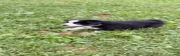Australian Shepherd dogs for sale: Butler - Male - Ad 4