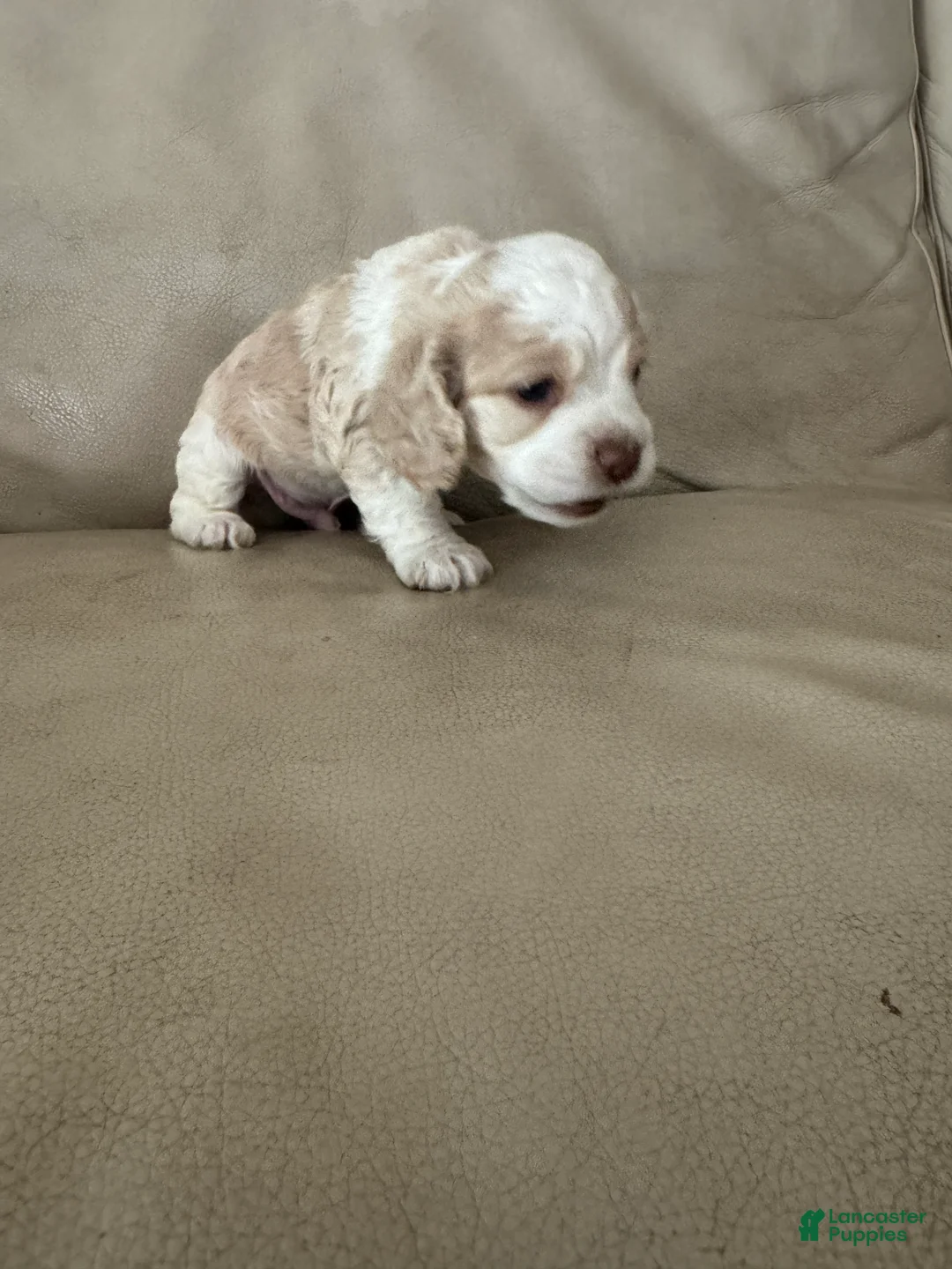 Cocker Spaniel dogs for sale: Cocker Spaniel 2 - Ad 2