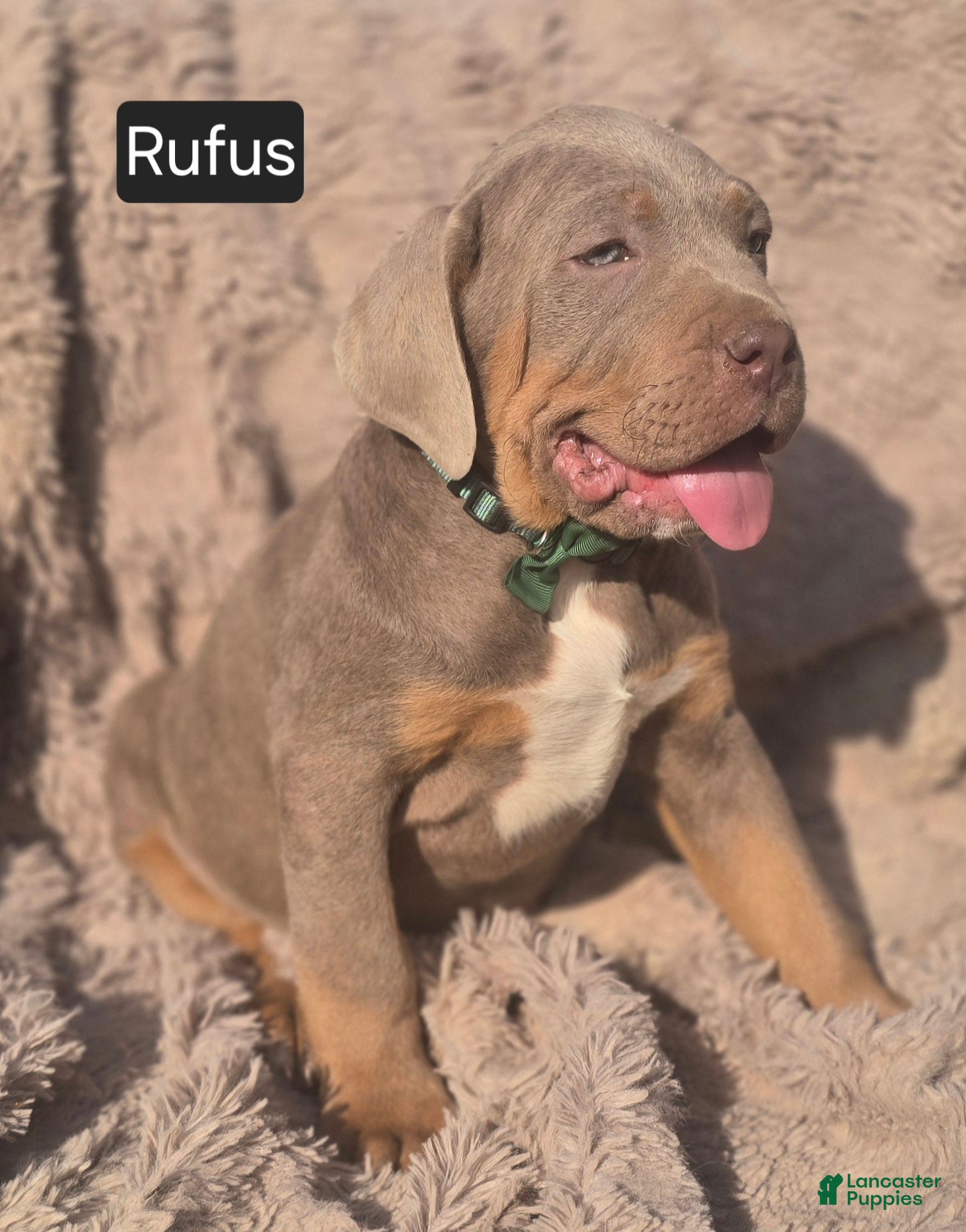 Cane Corso dogs Rufus - Ad 2