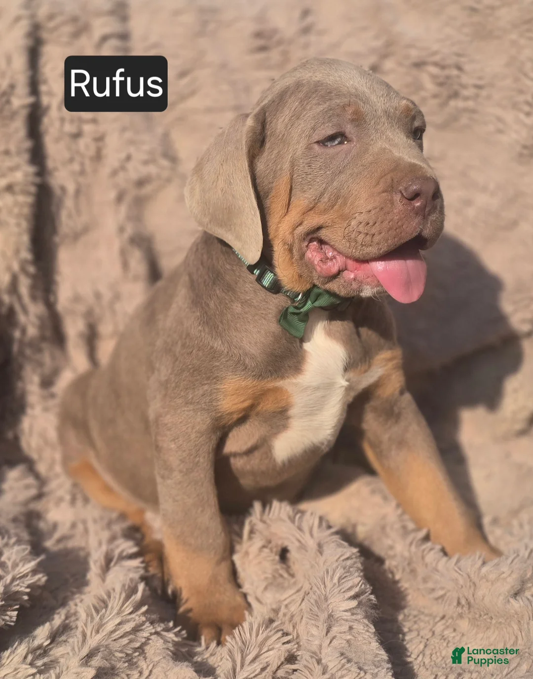Cane Corso dogs for sale: Rufus - Ad 2