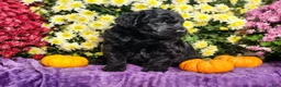 Goldendoodle dogs for sale: Phil - Ad 5