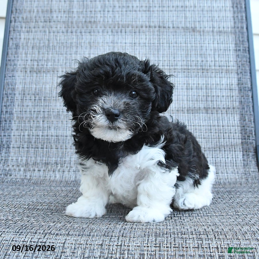 Havapoo dogs Annie - Ad 2