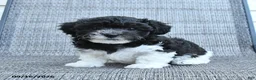 Havapoo dogs for sale: Annie - Ad 2