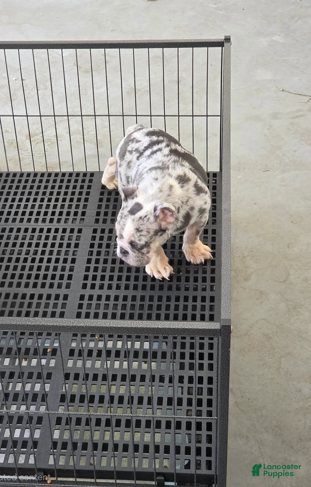 English Bulldog dogs for sale: English Bulldog 1 - Ad 2