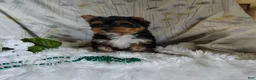 Yorkshire Terrier dogs for sale: Freddiola - Ad 5