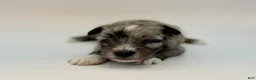 Miniature Schnauzer dogs for sale: Miniature Schnauzer litter of 6 puppies - Ad 22
