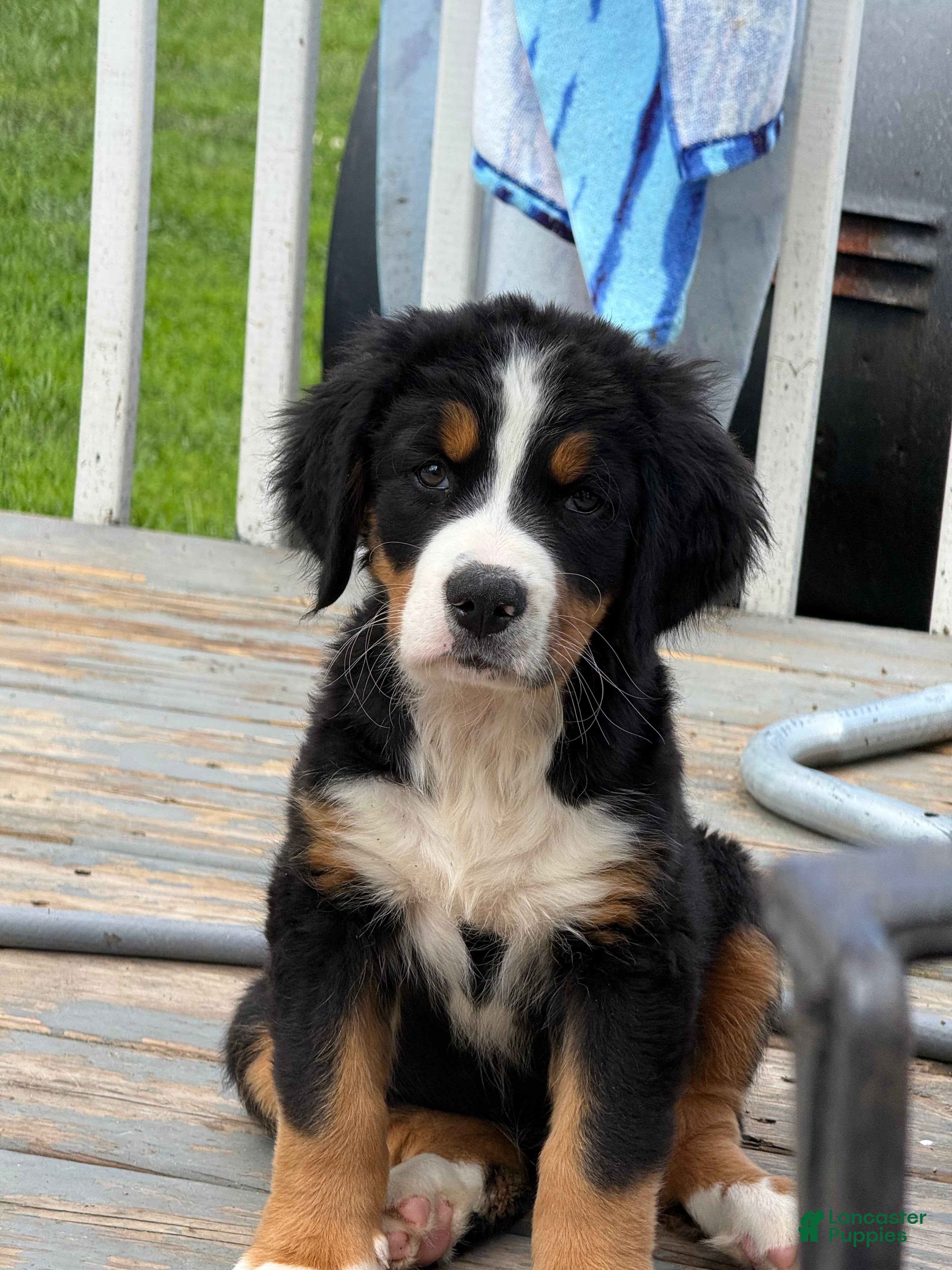 Bernese Mountain Dog dogs  Ms orange Bernese Mountain Dog Puppy 6 - Ad 38