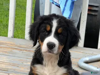 Bernese Mountain Dog dogs Ms orange Bernese Mountain Dog Puppy 6 - Ad 38