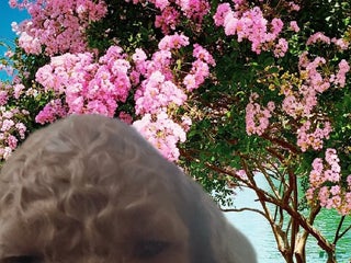 Goldendoodle dogs - Ad 39