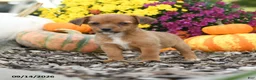 Mixed Breed dogs for sale: Darla - Ad 3