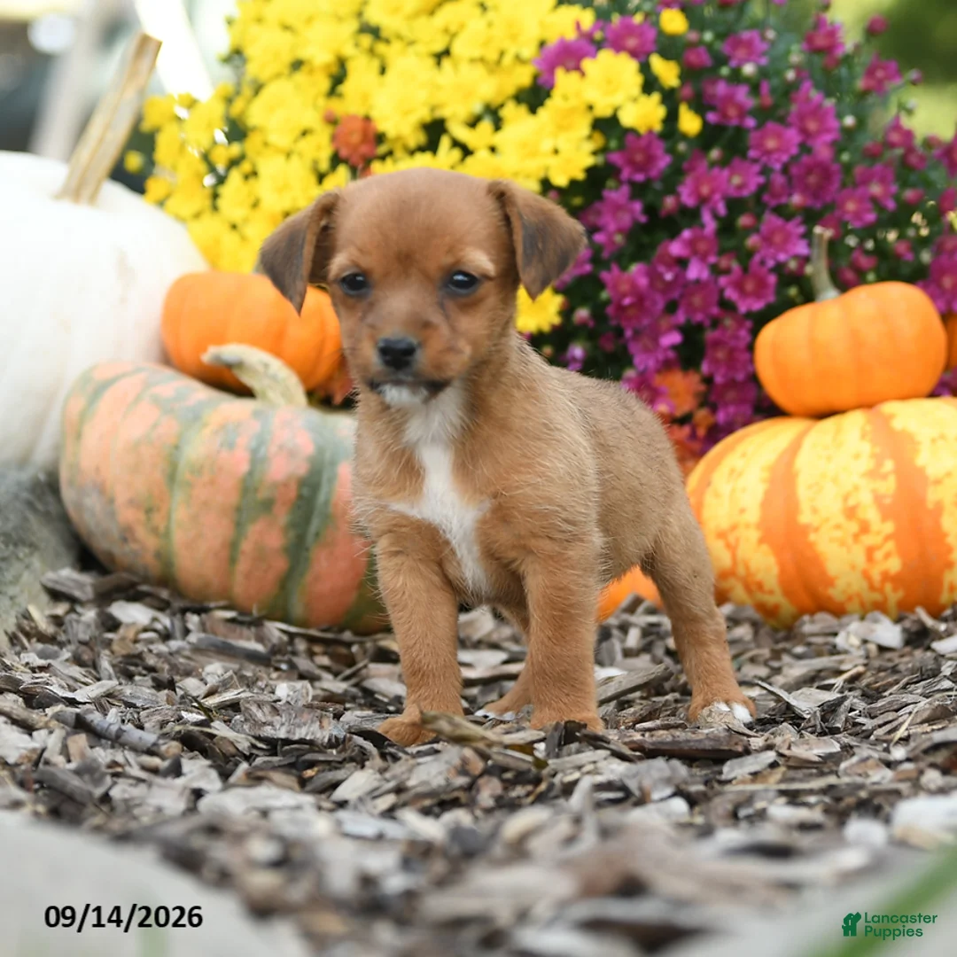 Mixed Breed dogs for sale: Darla - Ad 3