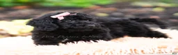 Maltipoo dogs for sale: Lumara - Ad 3