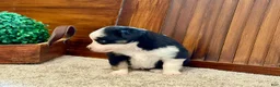 Miniature Australian Shepherd dogs for sale: MIllie - Ad 4