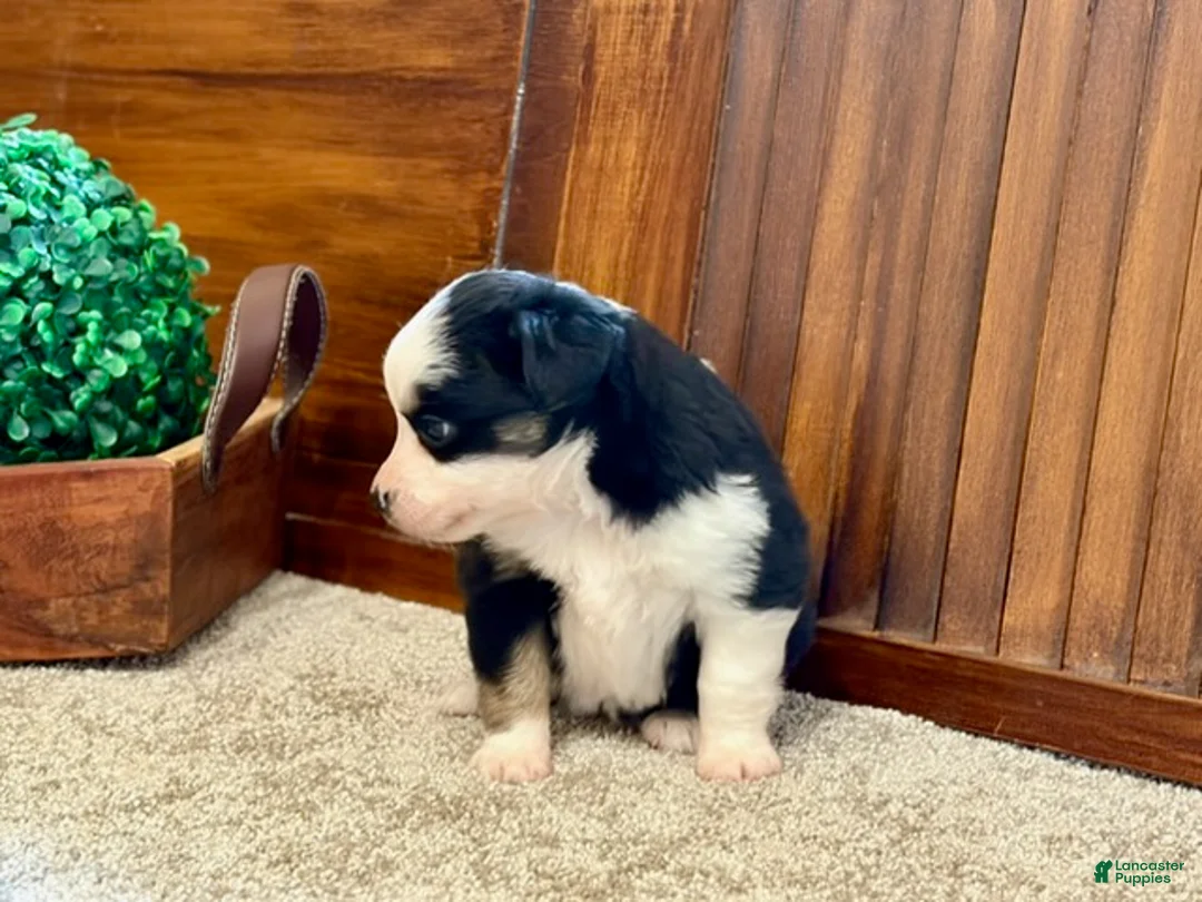 Miniature Australian Shepherd dogs for sale: MIllie - Ad 4