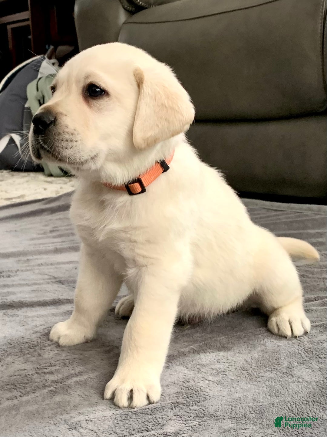 Labrador Retriever dogs for sale: Bentley  - Ad 5