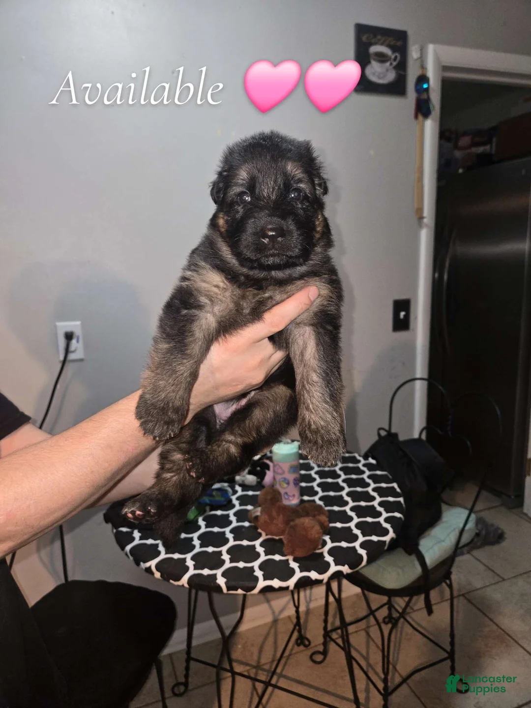 German Shepherd dogs for sale: German Shepherd 5 - Ad 1