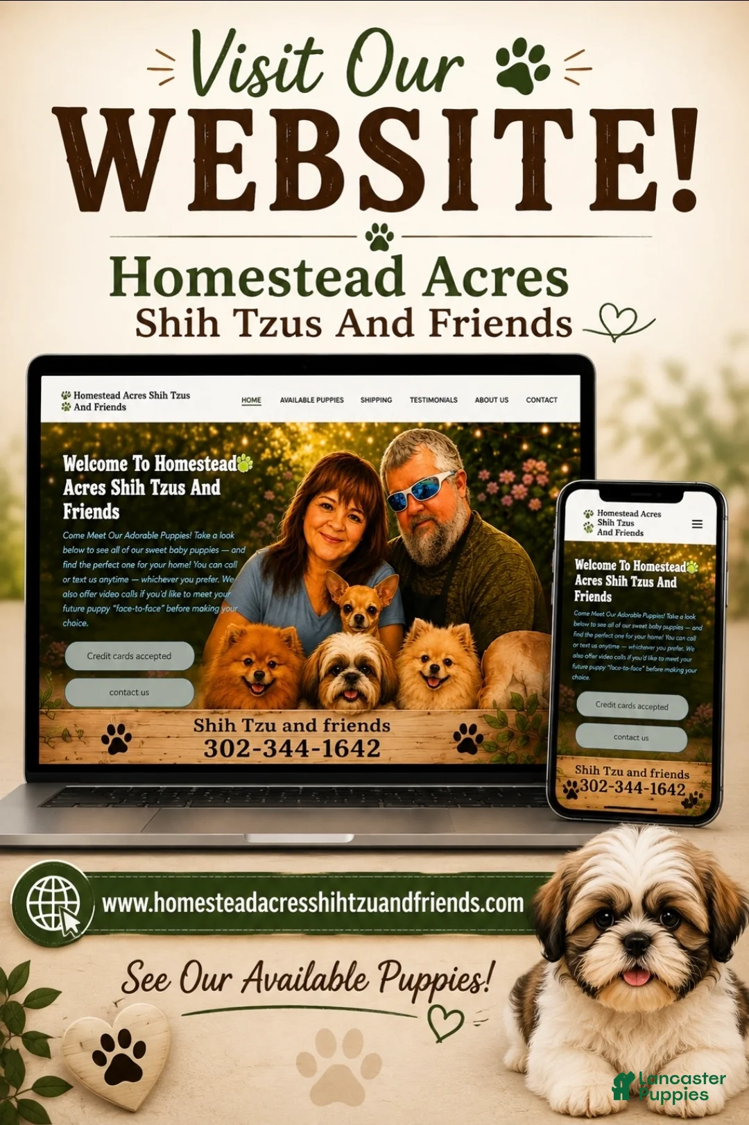 Shih Tzu dogs for sale: Shih Tzu 1 - Ad 2