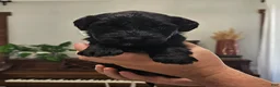 Portuguese Water Dog dogs for sale: Rio - Ad 4