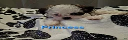 Shih Tzu dogs for sale: Princess - Ad 3