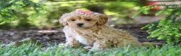 Maltipoo dogs for sale: Amelia - Ad 3