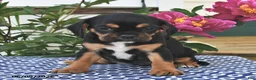 Mixed Breed dogs for sale: Sage - Ad 1