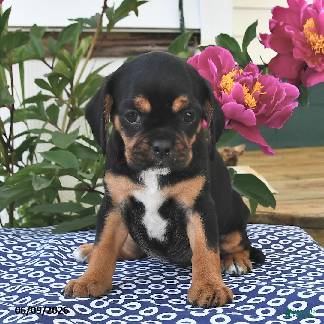 Mixed Breed dogs for sale: Sage - Ad 1